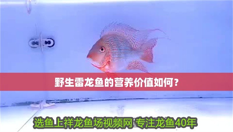 野生雷龍魚的營養價值如何？