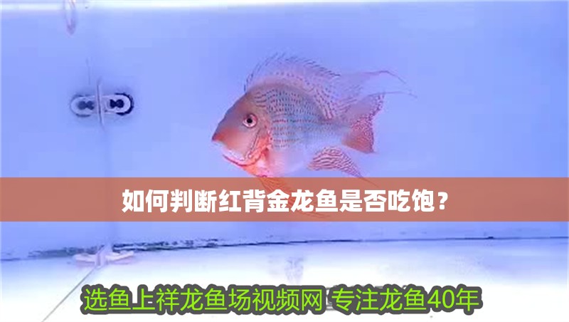 如何判斷紅背金龍魚是否吃飽？