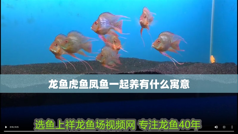 龍魚虎魚鳳魚一起養有什么寓意