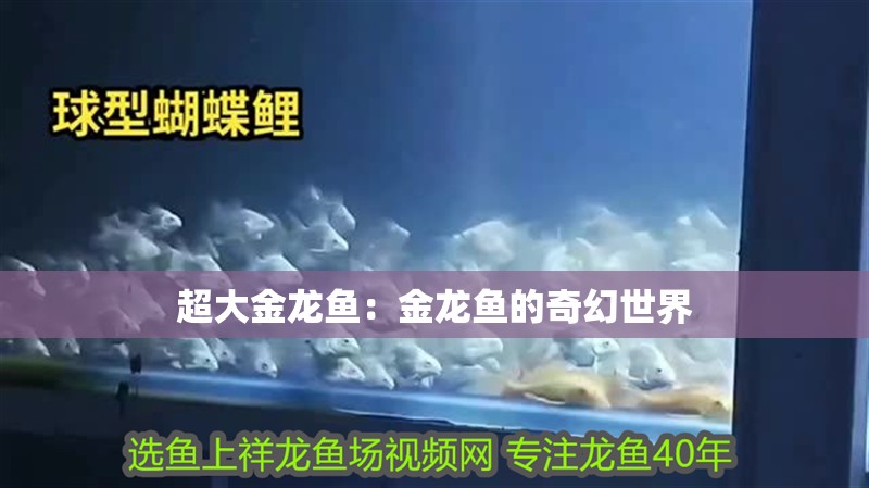 超大金龍魚：金龍魚的奇幻世界