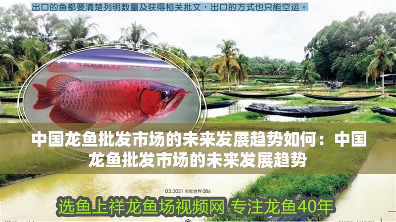 中國龍魚批發市場的未來發展趨勢如何：中國龍魚批發市場的未來發展趨勢
