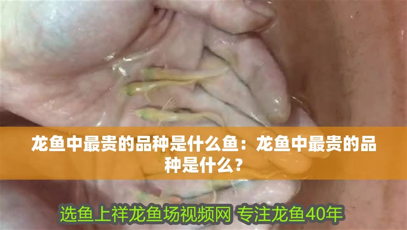龍魚中最貴的品種是什么魚：龍魚中最貴的品種是什么？