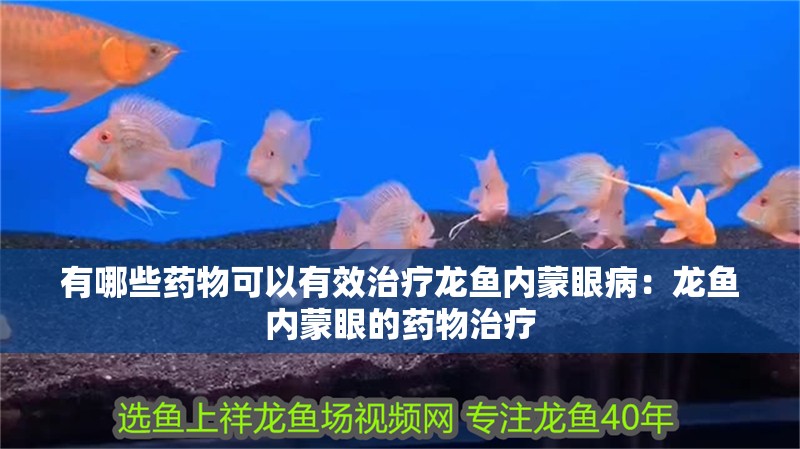 有哪些藥物可以有效治療龍魚內(nèi)蒙眼病：龍魚內(nèi)蒙眼的藥物治療