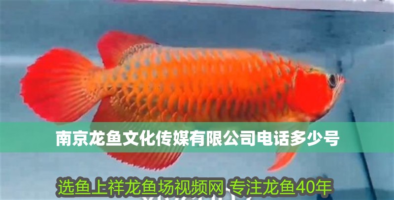 <strong><mark>南京</mark></strong>龍魚文化傳媒有限公司電話多少號