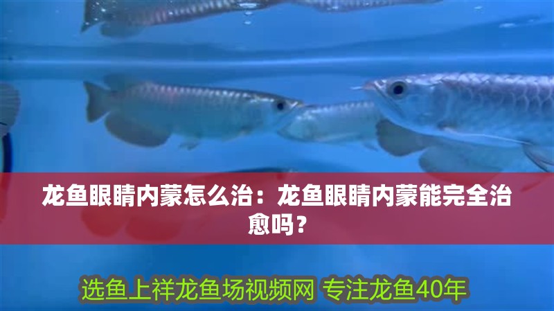 龍魚眼睛內蒙怎么治：龍魚眼睛內蒙能完全治愈嗎？