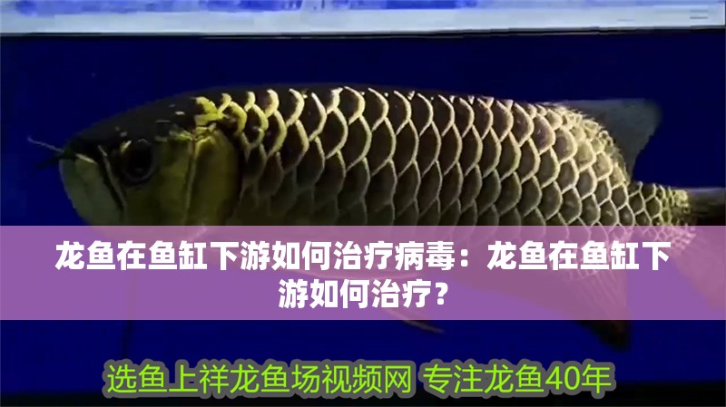 龍魚在魚缸下游如何治療病毒：龍魚在魚缸下游如何治療？