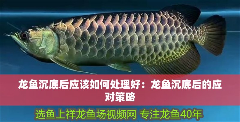 龍魚沉底后應該如何處理好：龍魚沉底后的應對策略