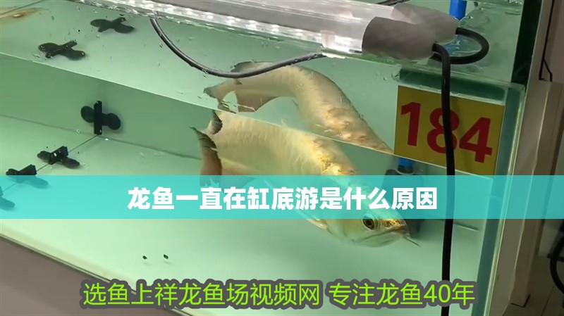 龍魚(yú)一直在缸底游是什么原因