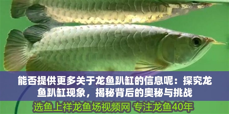 能否提供更多關(guān)于龍魚趴缸的信息呢：探究龍魚趴缸現(xiàn)象，揭秘背后的奧秘與挑戰(zhàn)