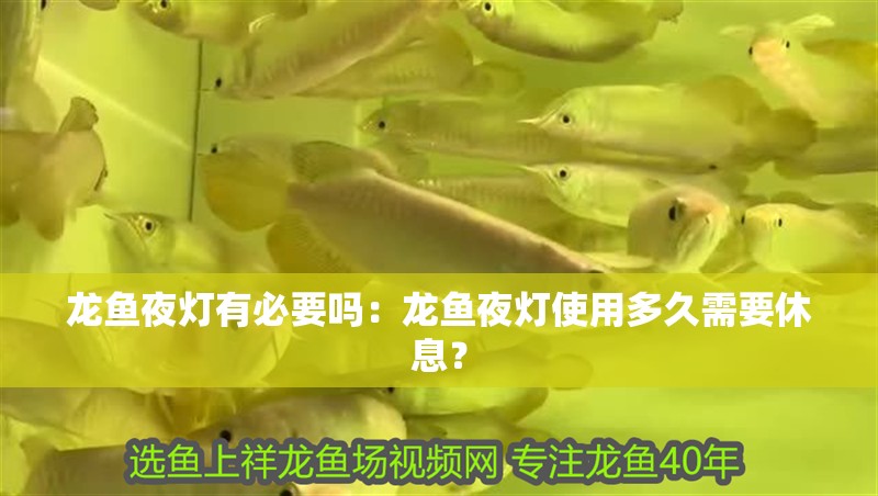 龍魚夜燈有必要嗎：龍魚夜燈使用多久需要休息？