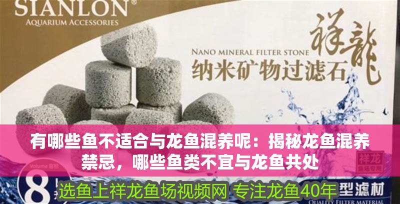 有哪些魚不適合與龍魚混養(yǎng)呢：揭秘龍魚混養(yǎng)禁忌，哪些魚類不宜與龍魚共處