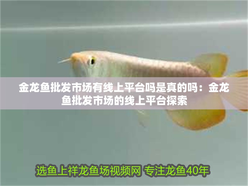 金龍魚批發市場有線上平臺嗎是真的嗎：金龍魚批發市場的線上平臺探索
