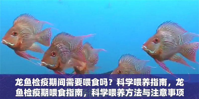 龍魚檢疫期間需要喂食嗎？科學喂養指南，龍魚檢疫期喂食指南，科學喂養方法與注意事項