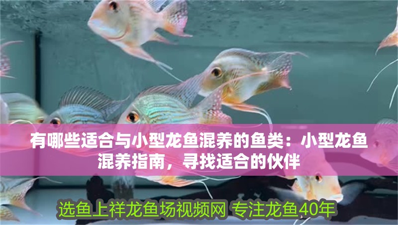 有哪些適合與小型龍魚混養的魚類：小型龍魚混養指南，尋找適合的伙伴