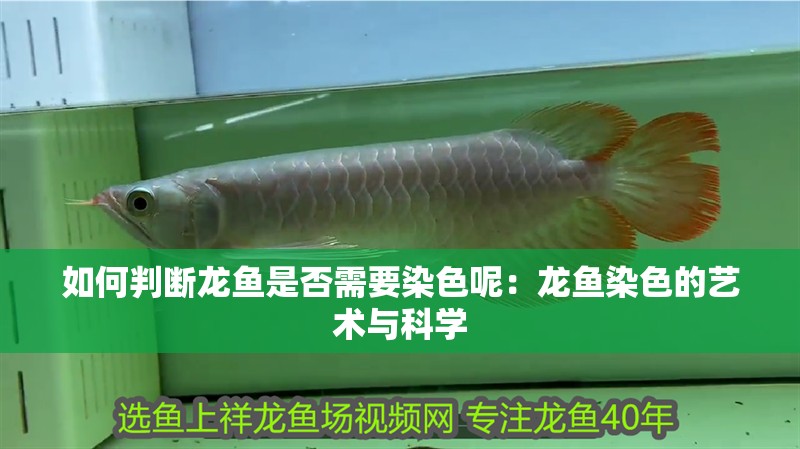 如何判斷龍魚是否需要染色呢：龍魚染色的藝術(shù)與科學(xué)