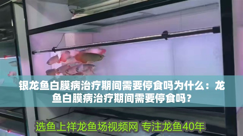 銀龍魚白膜病治療期間需要停食嗎為什么：龍魚白膜病治療期間需要停食嗎？