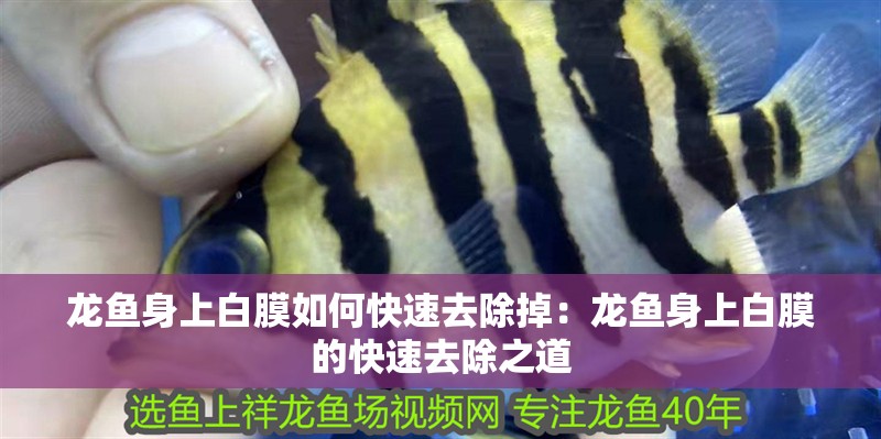 龍魚身上白膜如何快速去除掉：龍魚身上白膜的快速去除之道