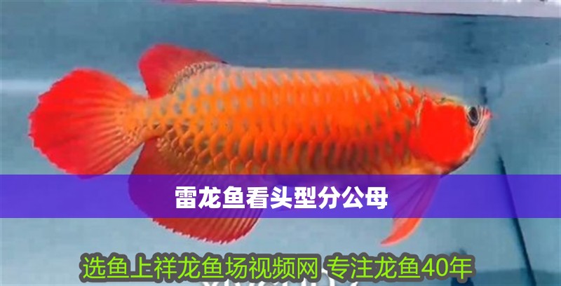 雷龍魚看頭型分公母