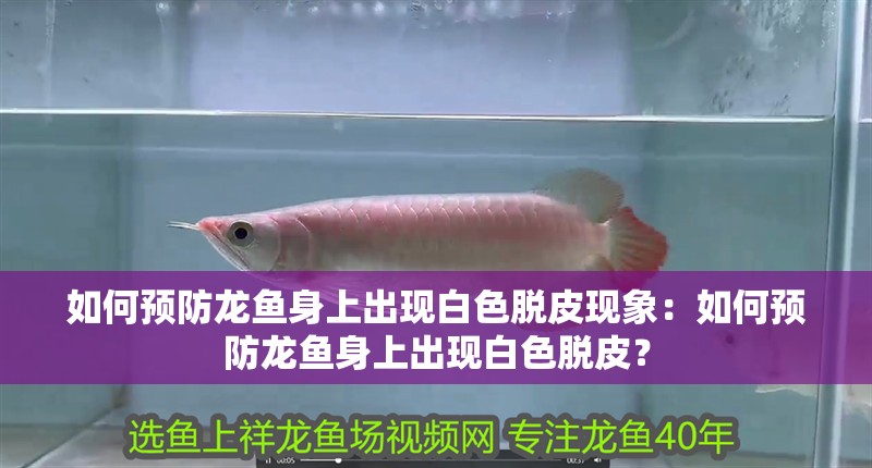 如何預防龍魚身上出現白色脫皮現象：如何預防龍魚身上出現白色脫皮？