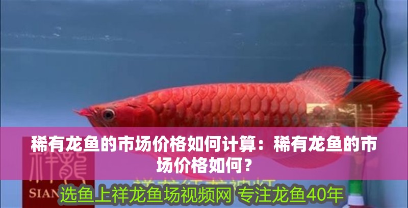 稀有龍魚的市場價格如何計算：稀有龍魚的市場價格如何？