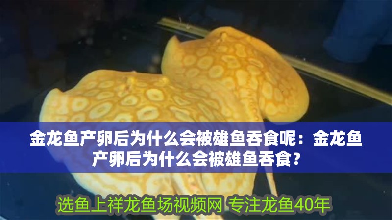金龍魚產卵后為什么會被雄魚吞食呢：金龍魚產卵后為什么會被雄魚吞食？