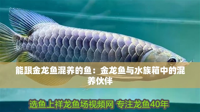 能跟金龍魚混養的魚：金龍魚與水族箱中的混養伙伴