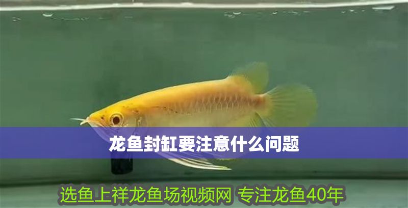 龍魚封缸要注意什么問題