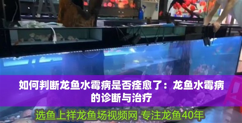 如何判斷龍魚水霉病是否痊愈了：龍魚水霉病的診斷與治療