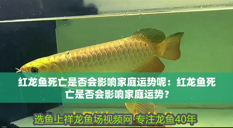 紅龍魚死亡是否會影響家庭運勢呢：紅龍魚死亡是否會影響家庭運勢？