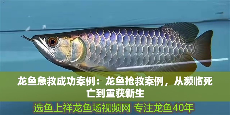 龍魚急救成功案例：龍魚搶救案例，從瀕臨死亡到重獲新生