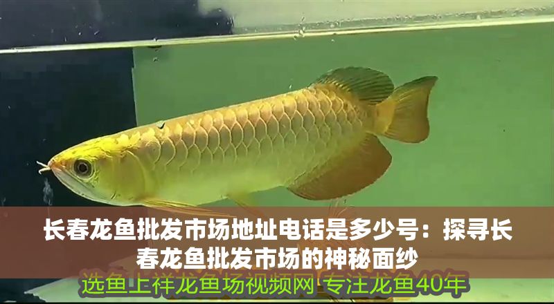 長春龍魚批發市場地址電話是多少號：探尋長春龍魚批發市場的神秘面紗