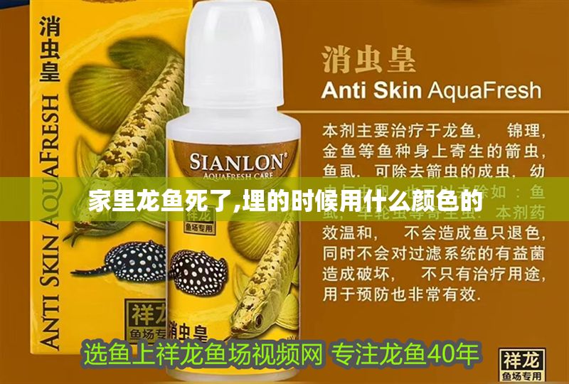 家里龍魚死了,埋的時候用什么顏色的
