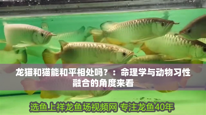 龍貓和貓能和平相處嗎？：命理學與動物習性融合的角度來看