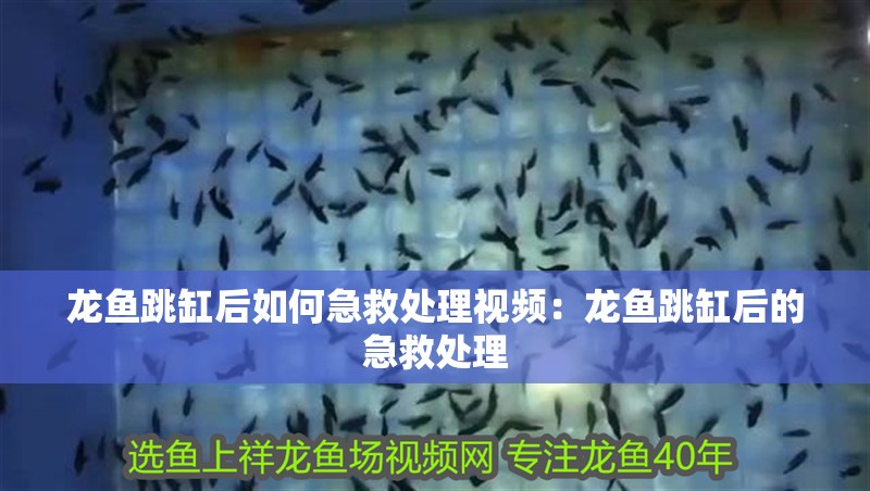 龍魚跳缸后如何急救處理視頻：龍魚跳缸后的急救處理