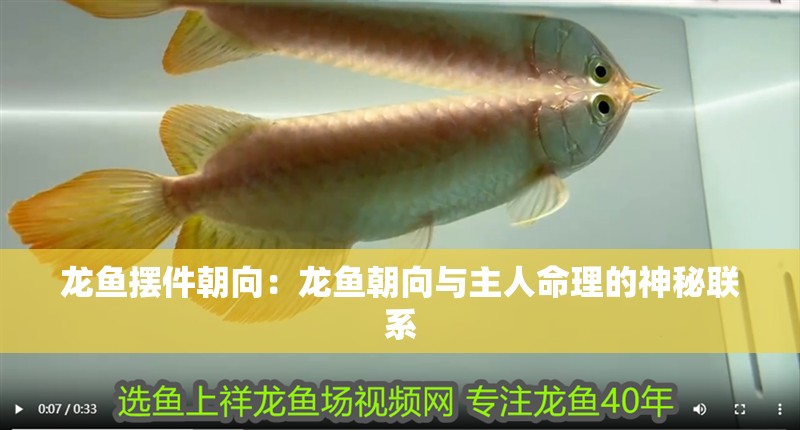 龍魚擺件朝向：龍魚朝向與主人命理的神秘聯(lián)系