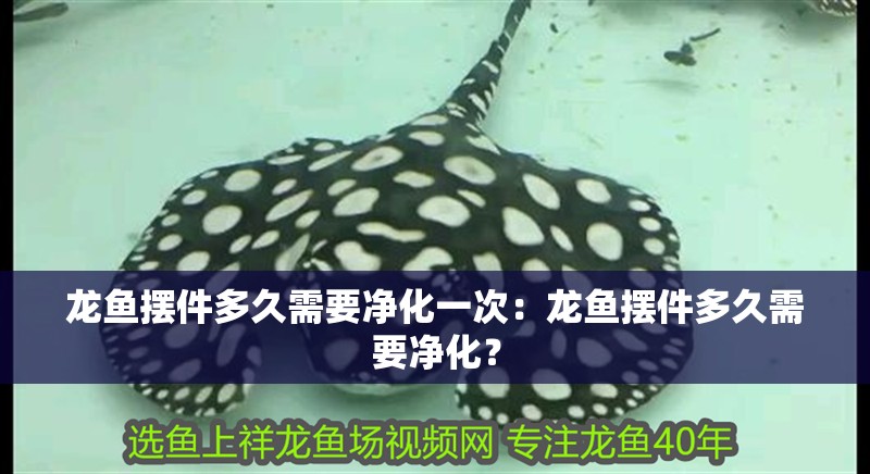 龍魚擺件多久需要凈化一次：龍魚擺件多久需要凈化？
