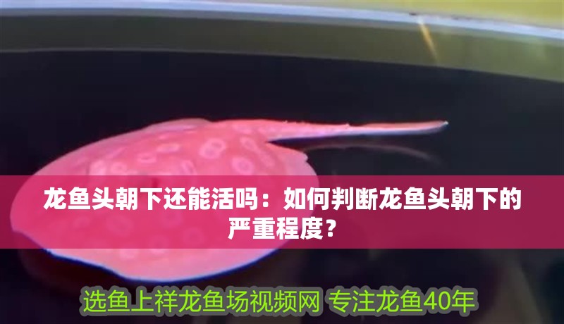 龍魚頭朝下還能活嗎：如何判斷龍魚頭朝下的嚴(yán)重程度？