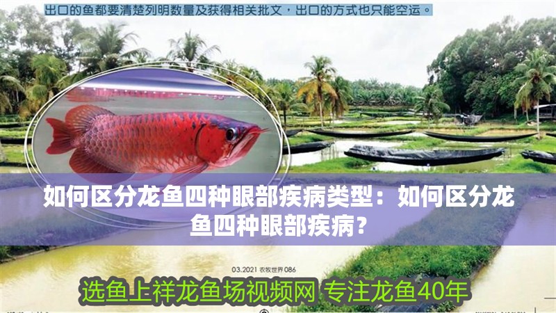 如何區分龍魚四種眼部疾病類型：如何區分龍魚四種眼部疾病？