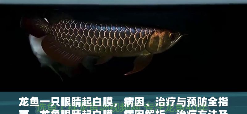 龍魚一只眼睛起白膜，病因、治療與預防全指南，龍魚眼睛起白膜，病因解析、治療方法及預防措施全指南