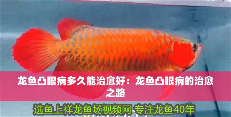 龍魚凸眼病多久能治愈好：龍魚凸眼病的治愈之路
