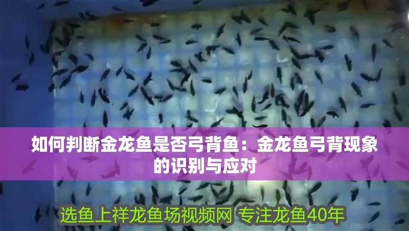 如何判斷金龍魚是否弓背魚：金龍魚弓背現(xiàn)象的識別與應(yīng)對