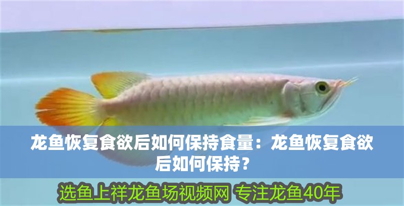 龍魚恢復食欲后如何保持食量：龍魚恢復食欲后如何保持？
