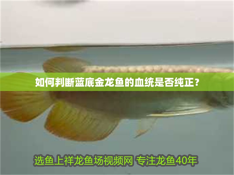 如何判斷藍(lán)底金龍魚的血統(tǒng)是否純正？