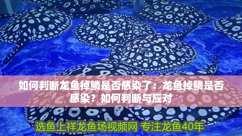 如何判斷龍魚掉鱗是否感染了：龍魚掉鱗是否感染？如何判斷與應(yīng)對(duì)