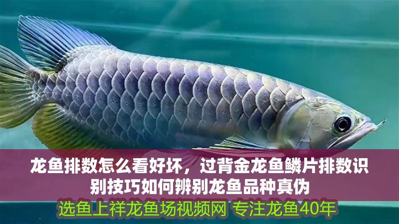 龍魚排數怎么看好壞，過背金龍魚鱗片排數識別技巧如何辨別龍魚品種真偽