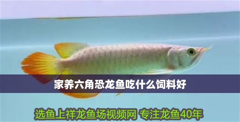 家養六角恐龍魚吃什么飼料好