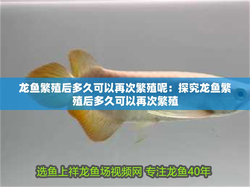 龍魚繁殖后多久可以再次繁殖呢：探究龍魚繁殖后多久可以再次繁殖