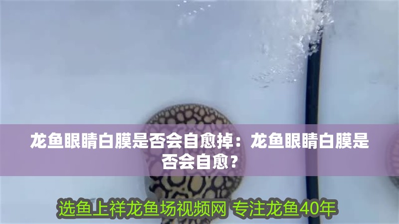 龍魚(yú)眼睛白膜是否會(huì)自愈掉：龍魚(yú)眼睛白膜是否會(huì)自愈？