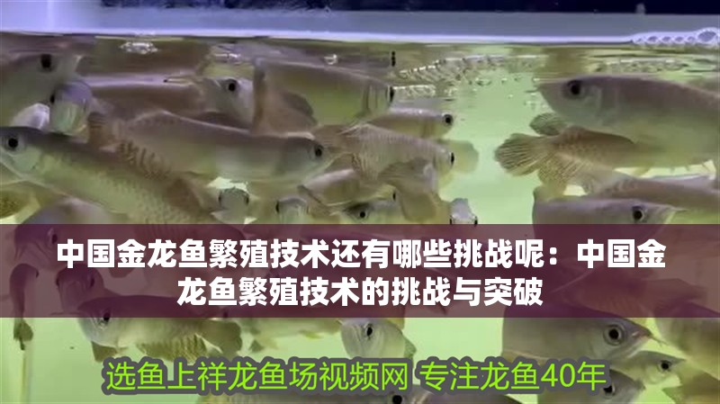 中國金龍魚繁殖技術(shù)還有哪些挑戰(zhàn)呢：中國金龍魚繁殖技術(shù)的挑戰(zhàn)與突破