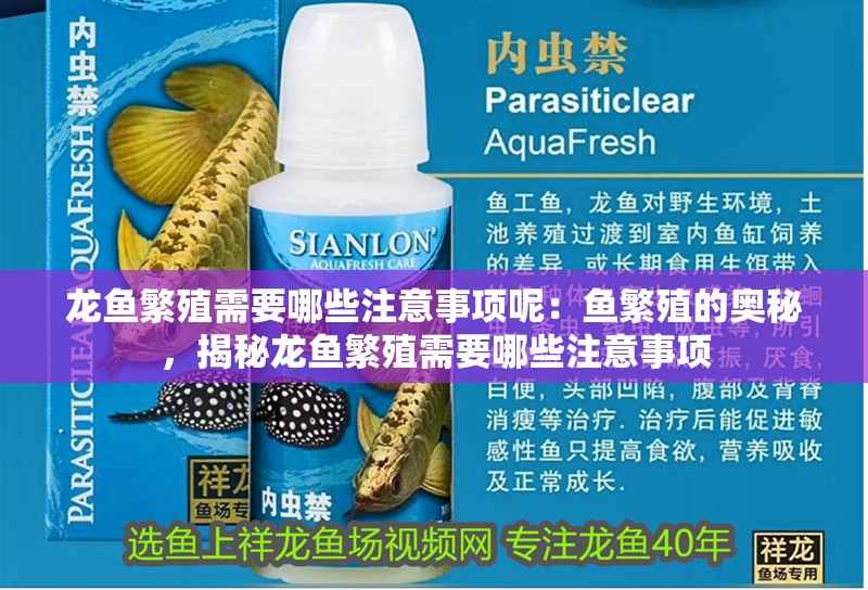 龍魚繁殖需要哪些注意事項呢：魚繁殖的奧秘，揭秘龍魚繁殖需要哪些注意事項